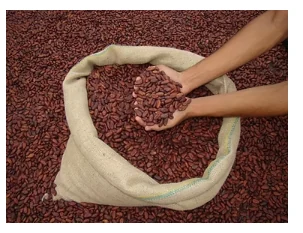 Granos de cacao secos